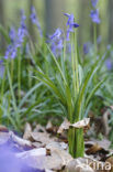 Bluebell (Scilla non-scripta)
