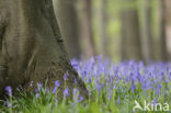 Bluebell (Scilla non-scripta)