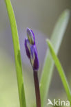 Bluebell (Scilla non-scripta)