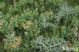 Field Eryngo (Eryngium campestre)