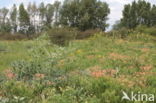 Wilde kruisdistel (Eryngium campestre)