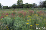 Wilde kruisdistel (Eryngium campestre)