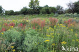 Field Eryngo (Eryngium campestre)