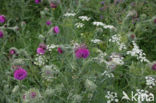 Wilde Peen (Daucus carota)