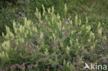 Yellow Cut-leaved Mignonette (Reseda lutea)