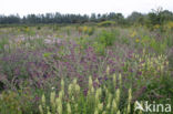 Yellow Cut-leaved Mignonette (Reseda lutea)