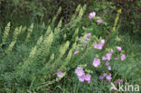 Wilde reseda (Reseda lutea)