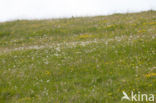 Wildemanskruid (Pulsatilla vulgaris) 
