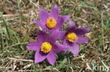 Wildemanskruid (Pulsatilla vulgaris) 