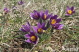 Pasqueflower (Pulsatilla vulgaris)