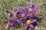 Pasqueflower (Pulsatilla vulgaris)