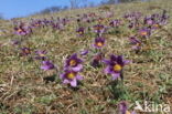 Pasqueflower (Pulsatilla vulgaris)