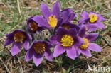 Pasqueflower (Pulsatilla vulgaris)