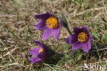 Pasqueflower (Pulsatilla vulgaris)