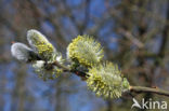 Wilg (Salix)