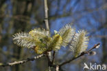 Wilg (Salix)