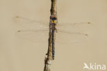 Selysiothemis nigra