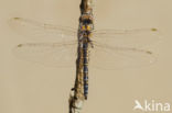 Selysiothemis nigra