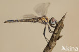 Windvaantje (Selysiothemis nigra)