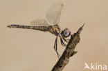 Selysiothemis nigra