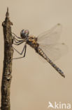 Selysiothemis nigra