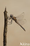 Selysiothemis nigra