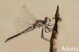 Windvaantje (Selysiothemis nigra)