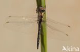 Selysiothemis nigra