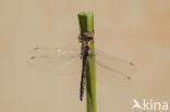 Selysiothemis nigra