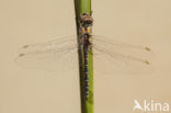 Selysiothemis nigra