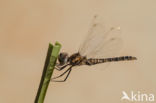 Selysiothemis nigra