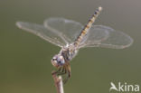 Windvaantje (Selysiothemis nigra)