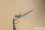 Windvaantje (Selysiothemis nigra)