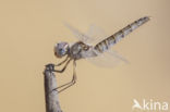 Selysiothemis nigra