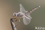 Windvaantje (Selysiothemis nigra)