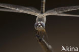 Selysiothemis nigra