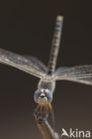 Windvaantje (Selysiothemis nigra)