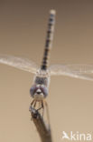 Selysiothemis nigra