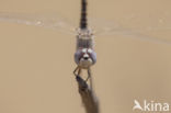 Selysiothemis nigra