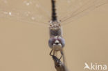 Windvaantje (Selysiothemis nigra)