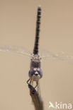 Windvaantje (Selysiothemis nigra)