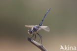 Selysiothemis nigra