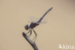 Selysiothemis nigra