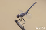 Selysiothemis nigra