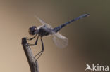 Windvaantje (Selysiothemis nigra)