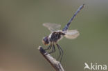 Selysiothemis nigra