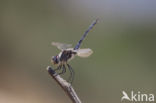 Selysiothemis nigra