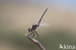 Windvaantje (Selysiothemis nigra)
