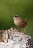 Winterkoning (Troglodytes troglodytes)