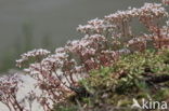 White Stonecrop (Sedum album)